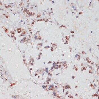HIV-1 Tat specific factor 1 Antibody - BSA Free