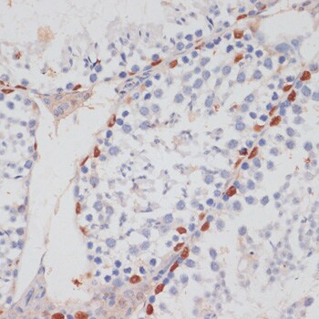 HIV-1 Tat specific factor 1 Antibody - BSA Free