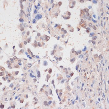 HIV-1 Tat specific factor 1 Antibody - BSA Free
