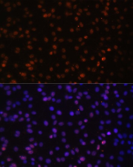 HIV-1 Tat specific factor 1 Antibody - BSA Free