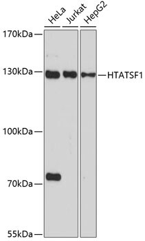 HIV-1 Tat specific factor 1 Antibody - BSA Free