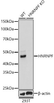 hnRNP F Antibody - BSA Free