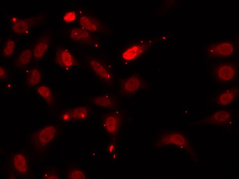 hnRNP F Antibody - BSA Free
