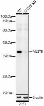GBL Antibody - BSA Free