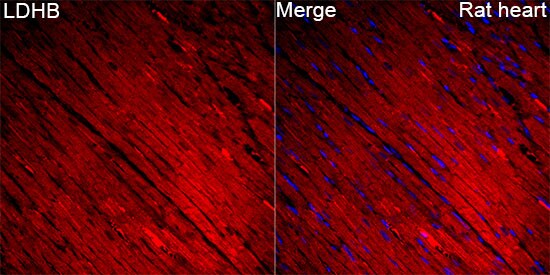 Lactate Dehydrogenase B Antibody - BSA Free