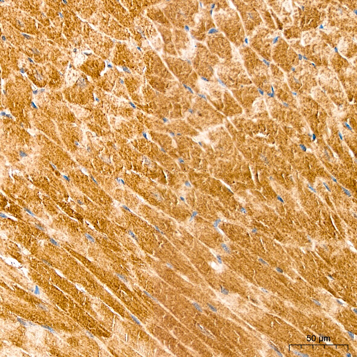 Lactate Dehydrogenase B Antibody - BSA Free