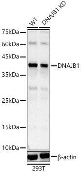 HSP40/DNAJB1 Antibody - BSA Free