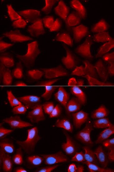 HSP40/DNAJB1 Antibody - BSA Free