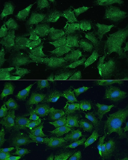 SHP-2/PTPN11 Antibody - Azide and BSA Free