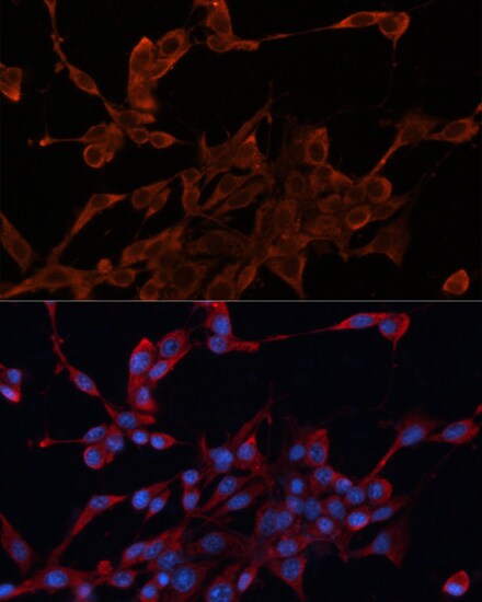 HDJ2 Antibody - Azide and BSA Free