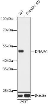 HDJ2 Antibody - Azide and BSA Free