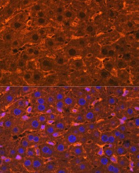 Ceruloplasmin Antibody - Azide and BSA Free