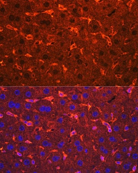 Ceruloplasmin Antibody - Azide and BSA Free