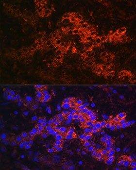 Ceruloplasmin Antibody - Azide and BSA Free