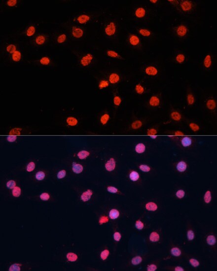 FUS Antibody - BSA Free