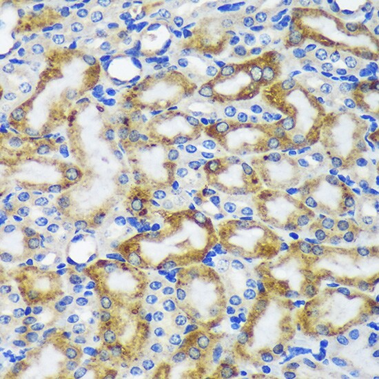MKK4/MEK4 Antibody - BSA Free