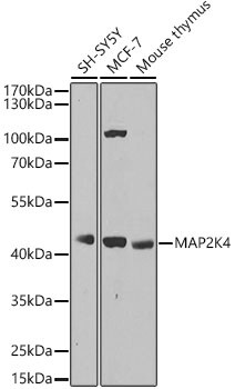 MKK4/MEK4 Antibody - BSA Free