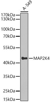 MKK4/MEK4 Antibody - BSA Free