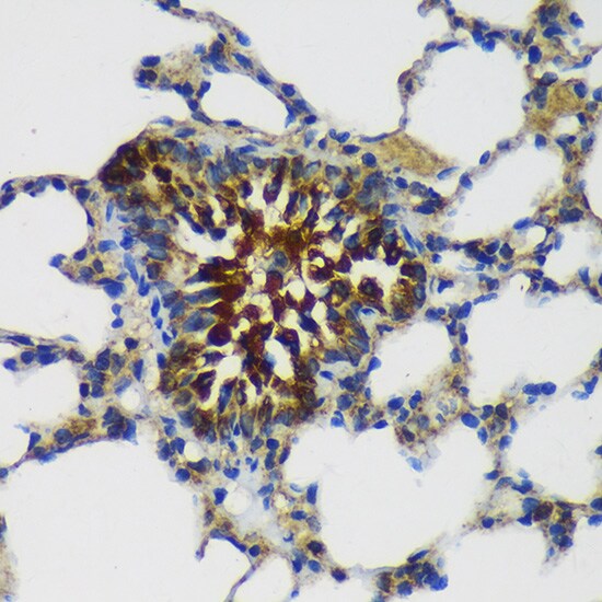 MKK4/MEK4 Antibody - BSA Free