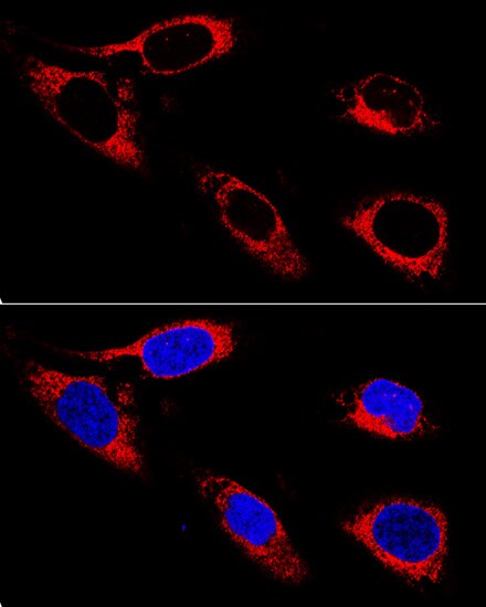 Protein Disulfide Isomerase/P4HB Antibody - BSA Free