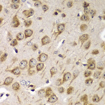 Tmp21/p23 Antibody - Azide and BSA Free
