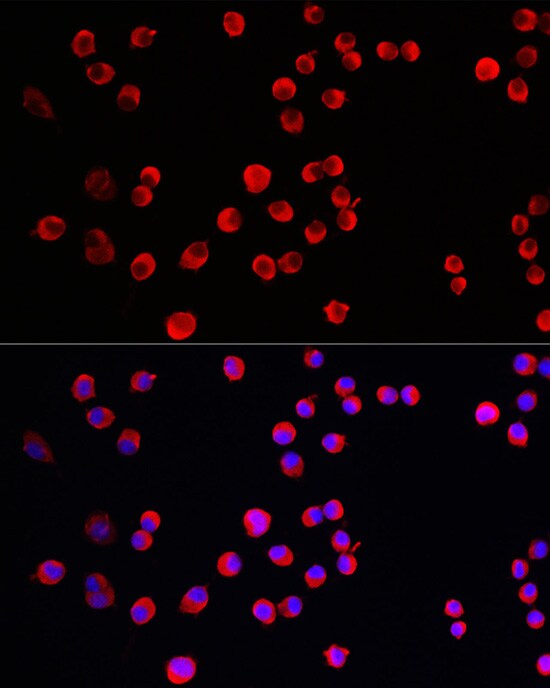 STEP Antibody - Azide and BSA Free