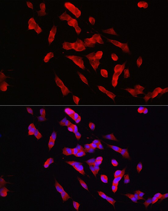 STEP Antibody - Azide and BSA Free