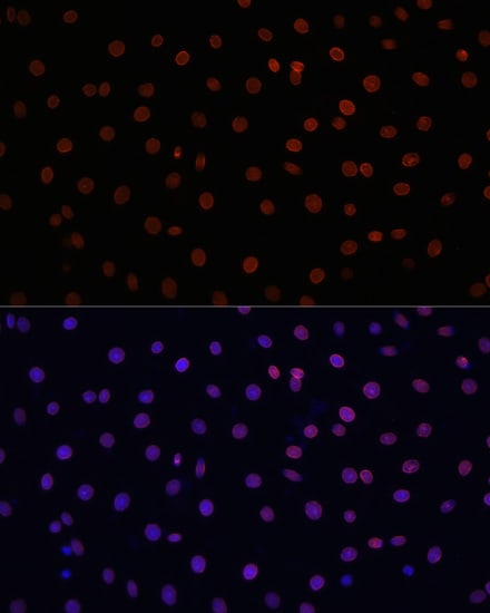 Lamin B1 Antibody - Azide and BSA Free