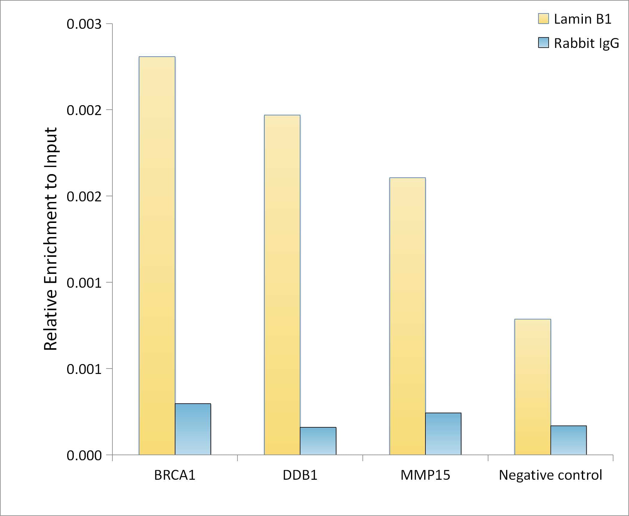 Lamin B1 Antibody - Azide and BSA Free