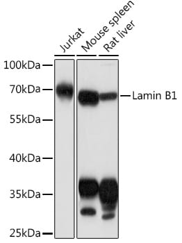 Lamin B1 Antibody - Azide and BSA Free