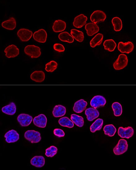 Lamin B1 Antibody - Azide and BSA Free