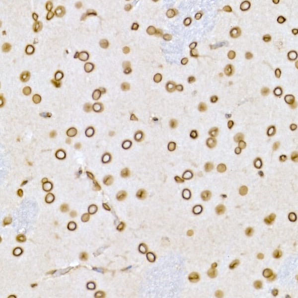 Lamin B1 Antibody - Azide and BSA Free