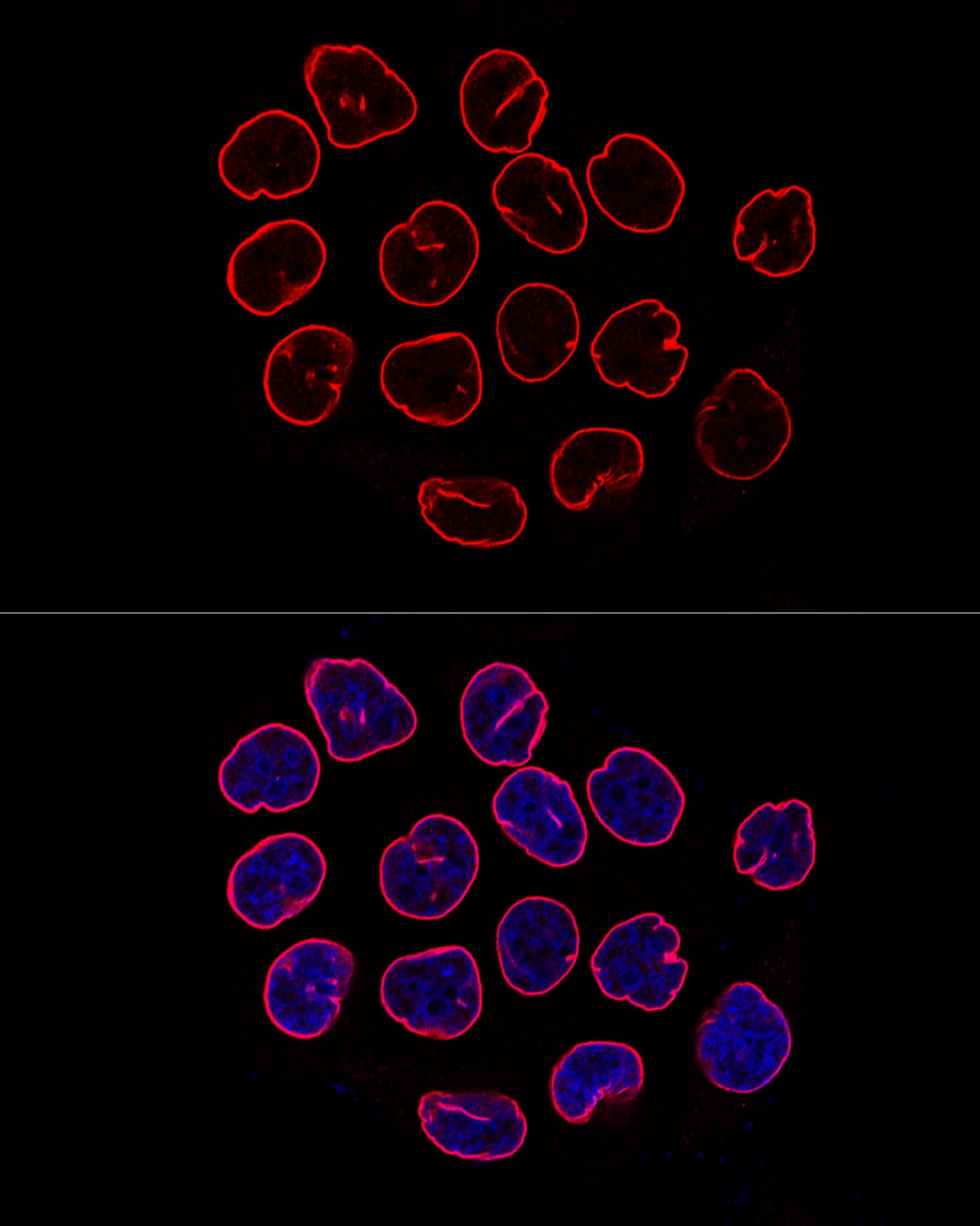 Lamin B1 Antibody - Azide and BSA Free