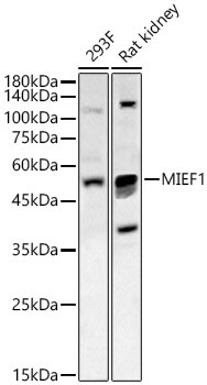 SMCR7L Antibody - BSA Free