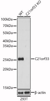 GATD3A Antibody - BSA Free