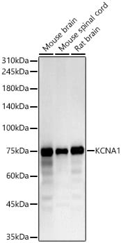 Kv1.1 Antibody - Azide and BSA Free