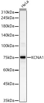 Kv1.1 Antibody - Azide and BSA Free