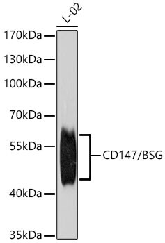 EMMPRIN/CD147 Antibody - Azide and BSA Free