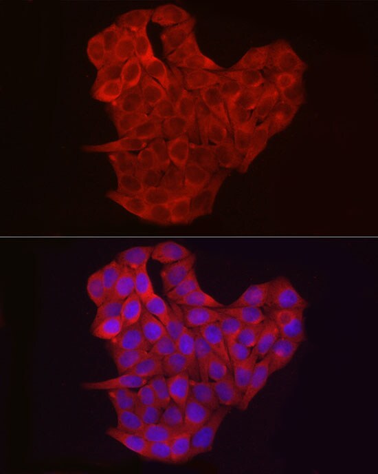 Exostosin 1 Antibody - Azide and BSA Free