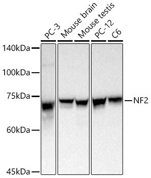 NF2/Merlin Antibody - BSA Free