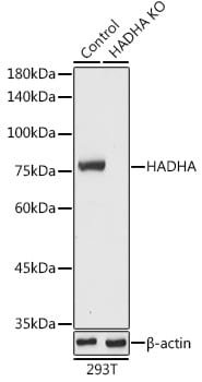 HADHA Antibody - BSA Free