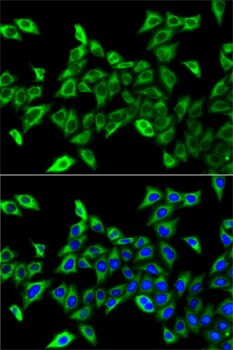 HADHA Antibody - BSA Free