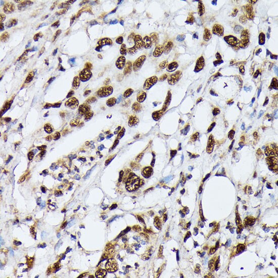 hnRNP M Antibody - Azide and BSA Free
