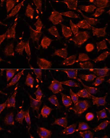 Intersectin 2 Antibody - Azide and BSA Free