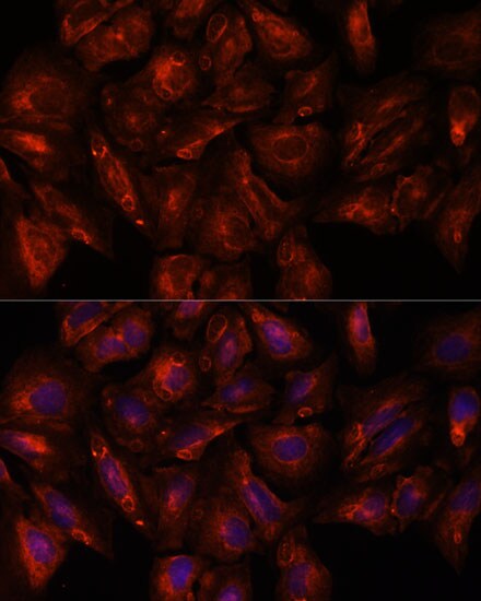 Intersectin 2 Antibody - Azide and BSA Free