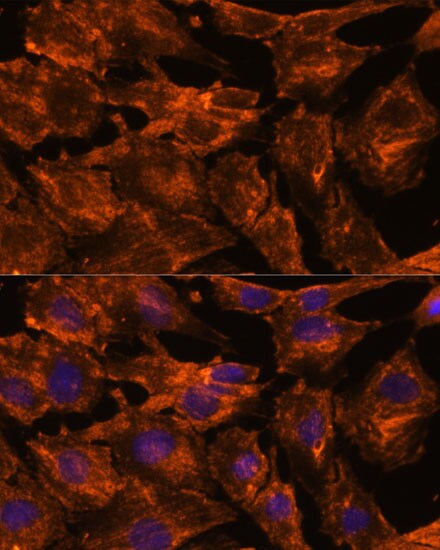 Intersectin 2 Antibody - Azide and BSA Free