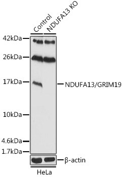 GRIM19 Antibody - Azide and BSA Free