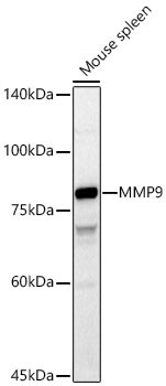 MMP-9 Antibody - Azide and BSA Free
