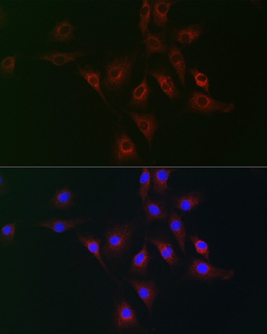 gp130/CD130 Antibody - Azide and BSA Free