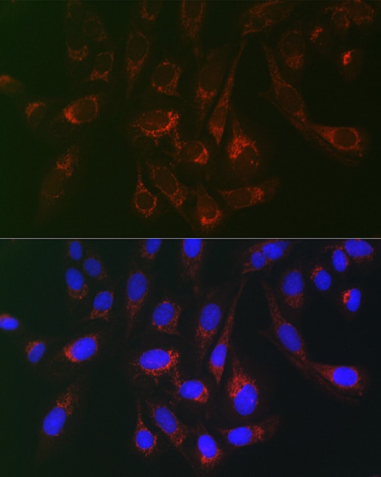 gp130/CD130 Antibody - Azide and BSA Free